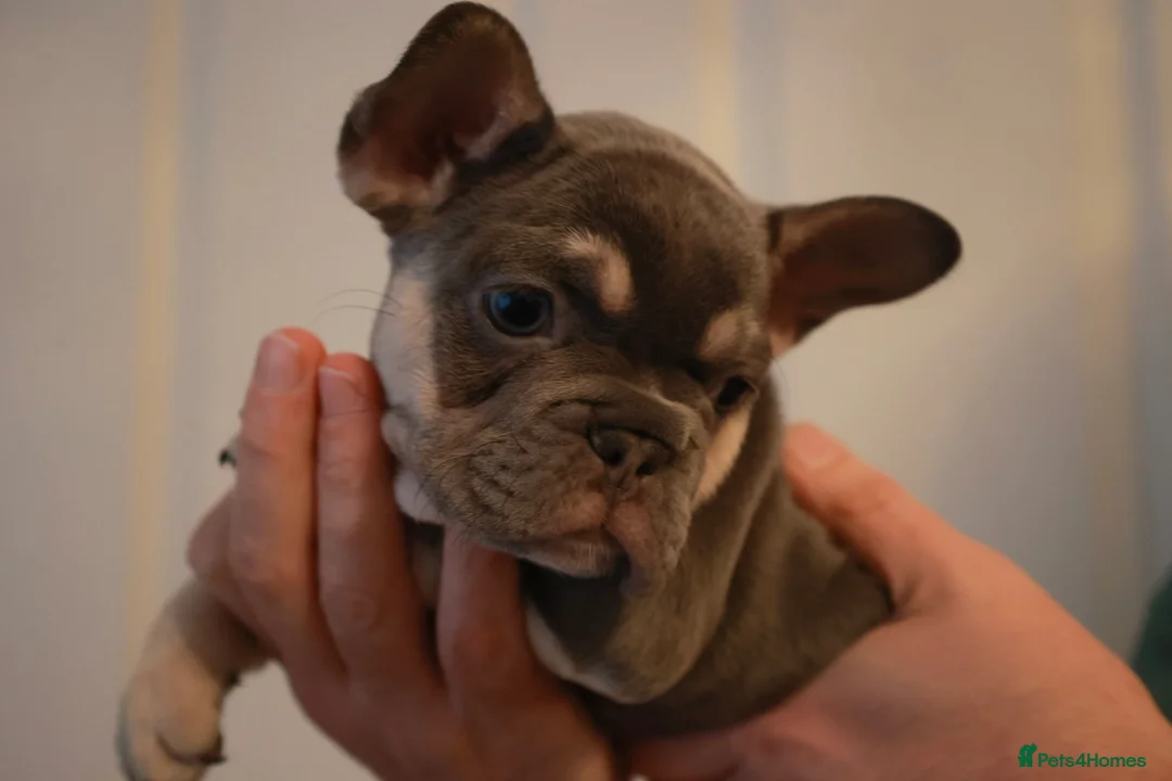 French Bulldog dogs for sale: French bulldog pups  - Advert 7