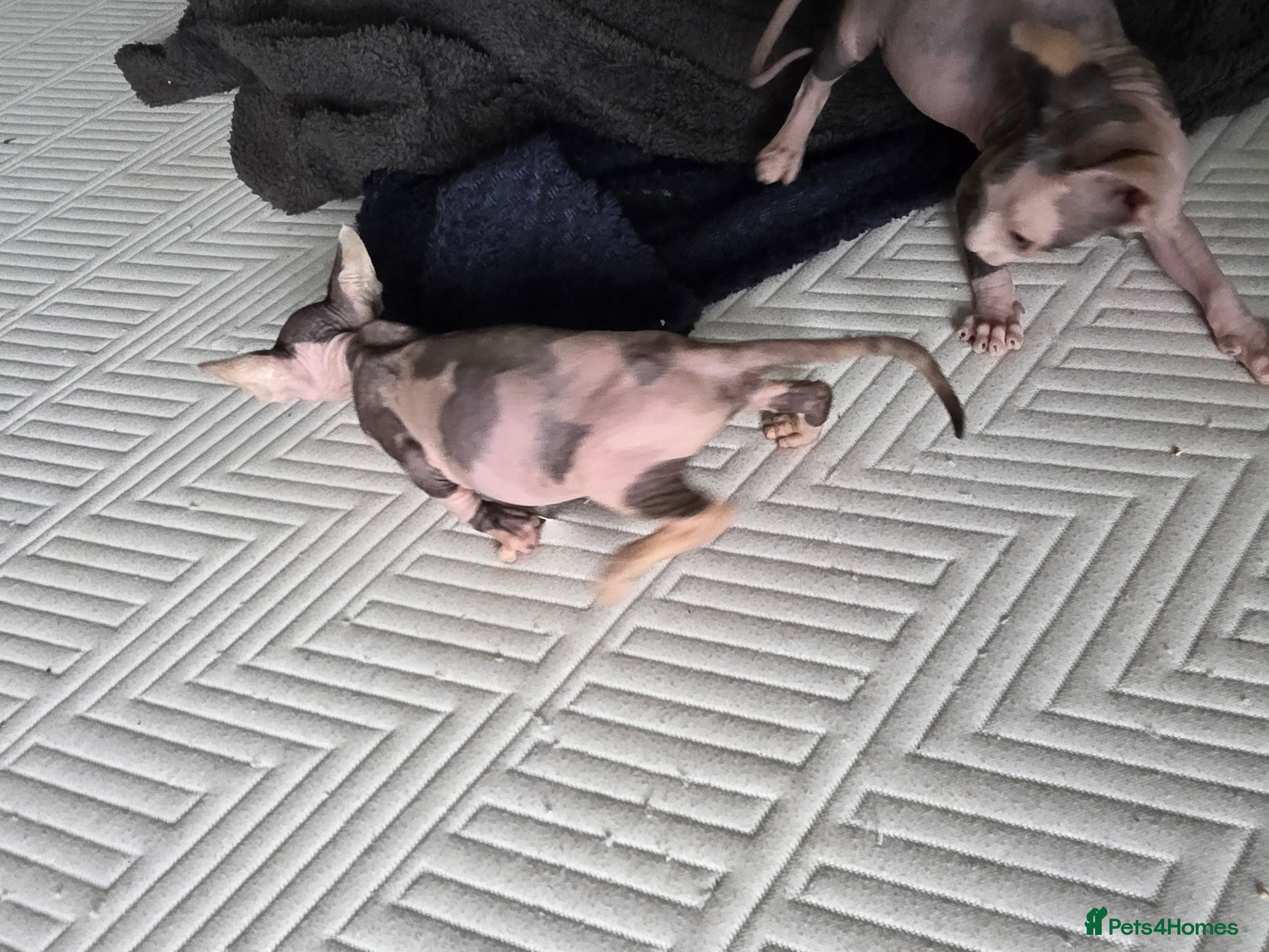 Sphynx cats for sale:  Kittens Ready for Loving Homes - Advert 4