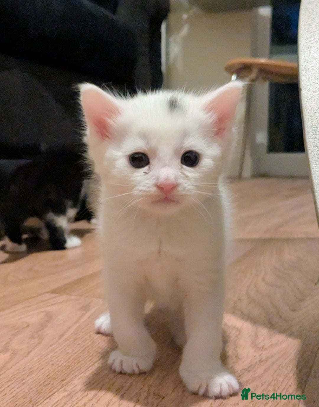 British Shorthair cats for sale: kittens - Image 2