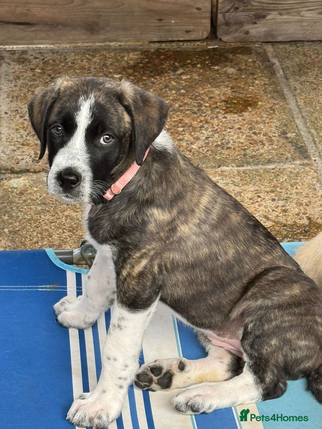 Mixed Breed dogs for adoption: Forest Gumps Litter - Image 16