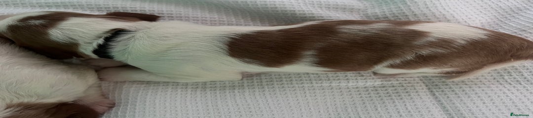 Welsh Springer Spaniel Puppy 2