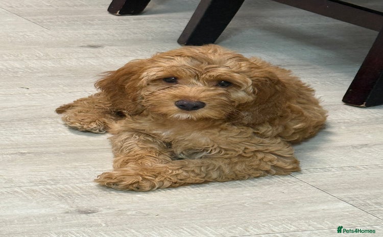 Cockapoo dogs in Grimsby - Advert 1