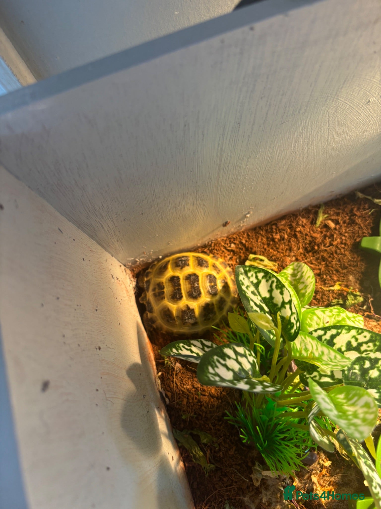 Tortoise reptiles Horsefield tortoise - Advert 3