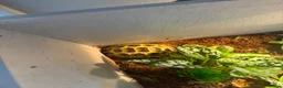 Tortoise reptiles for sale: Horsefield tortoise in Liverpool - Advert 1