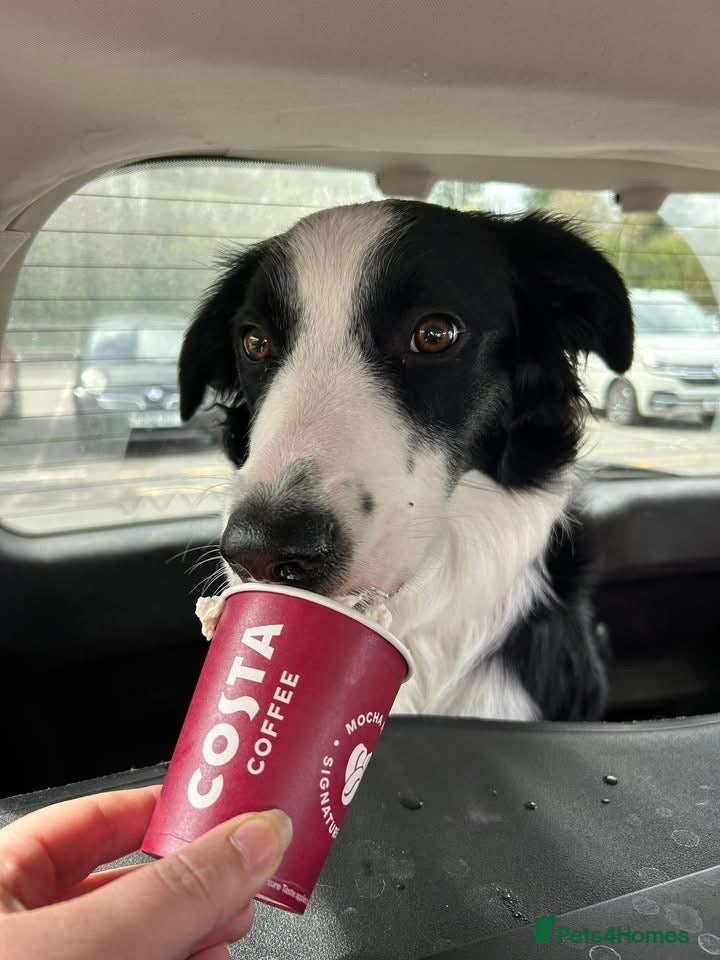 Border Collie dogs Freddy our 9 month collie - Advert 1
