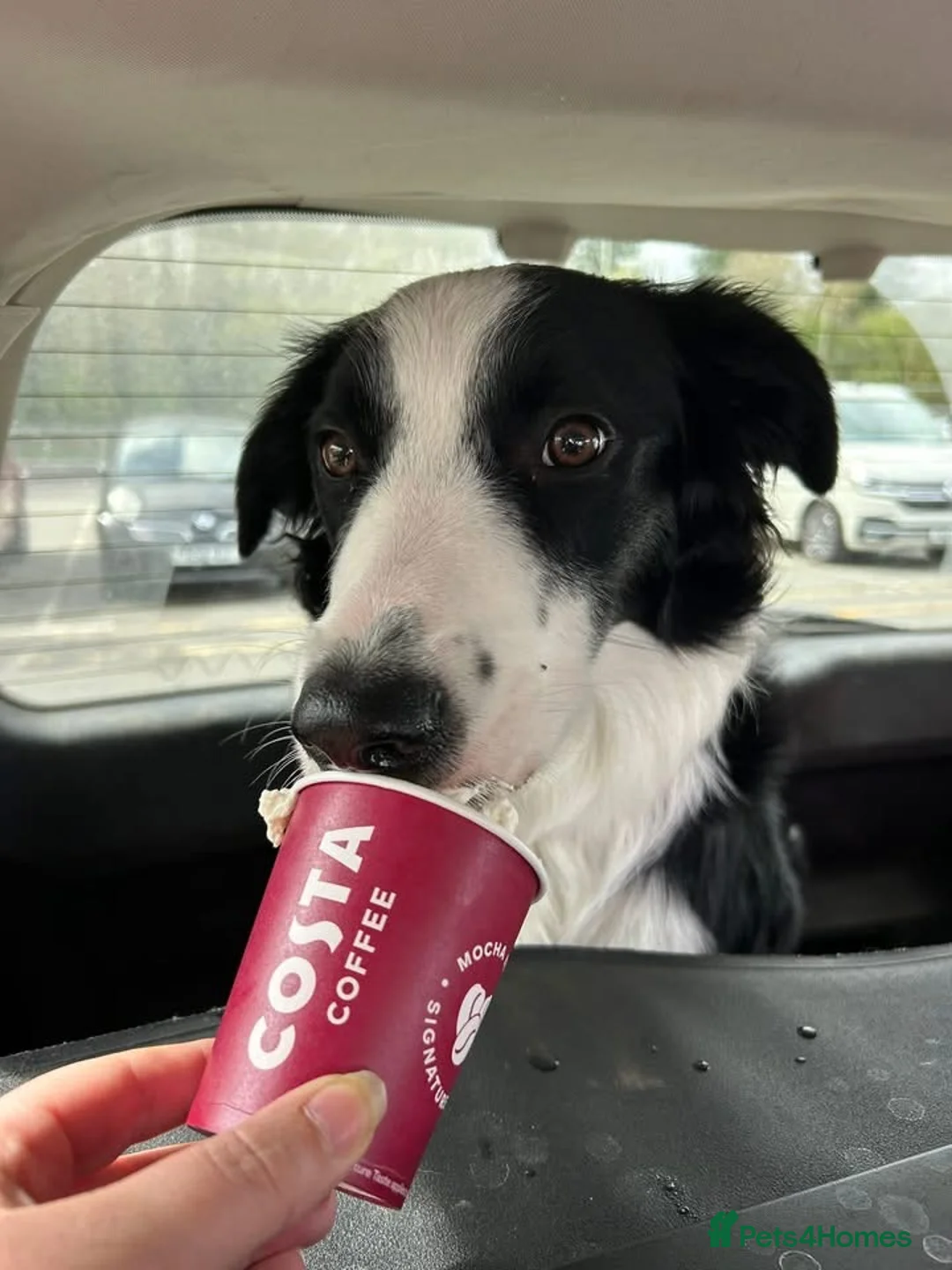Border Collie dogs for sale: Freddy our 9 month collie in Gloucester - Advert 1