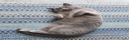 British Shorthair cats for sale: Breeding Queen pure blood British Shorthair in Cardigan - Advert 7