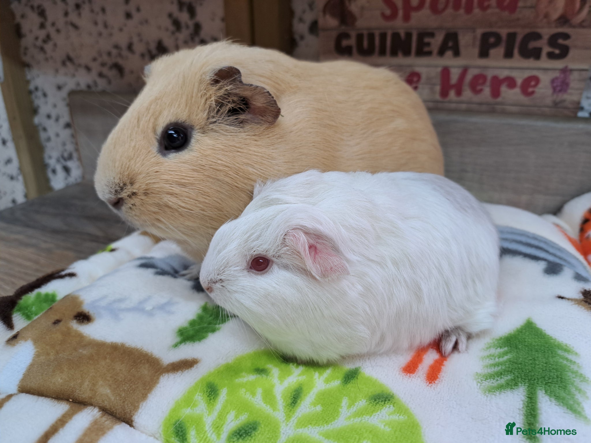 Guinea Pig rodents Bonded Male Guinea pigs - Leeds LS27 area - Advert 1