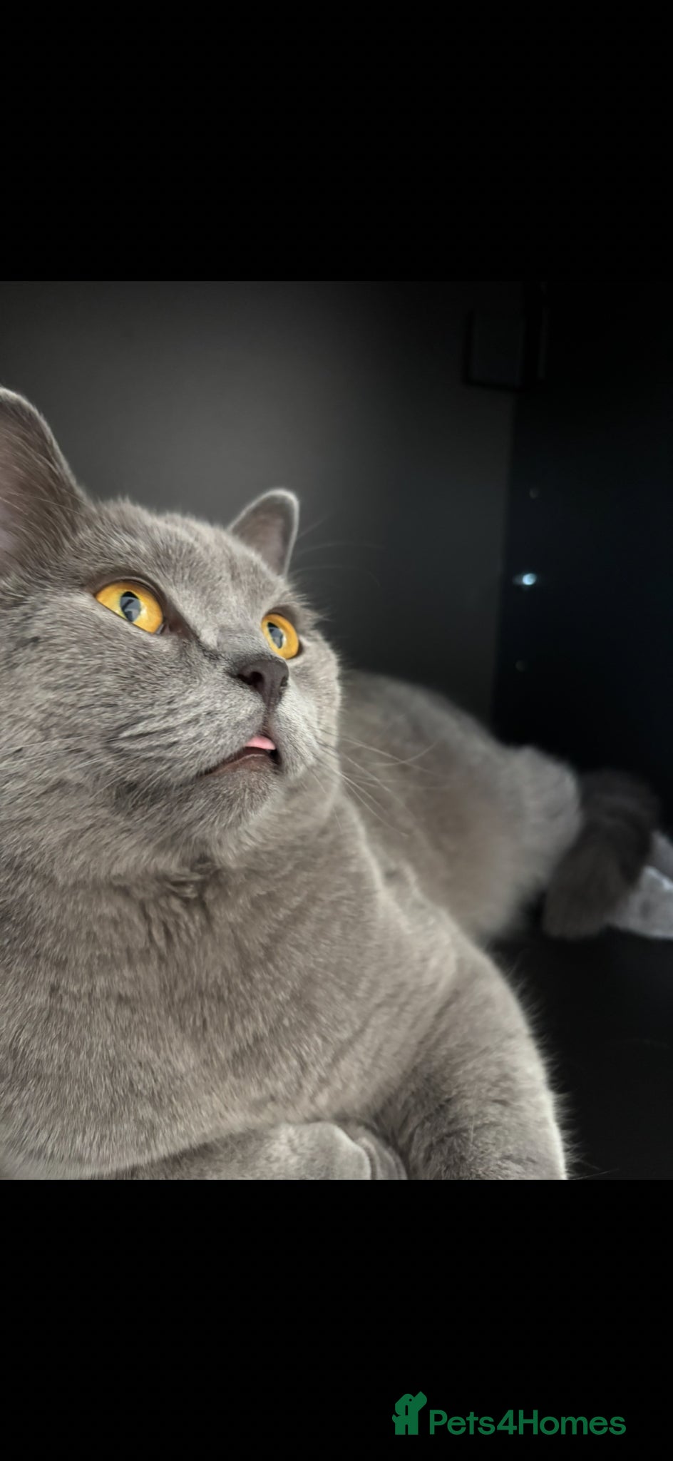 British Shorthair cats Blue British shorthair GCCF registered  - Advert 9