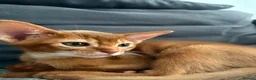 Abyssinian cats for sale: Abyssinian champion line kittens🏆 - Advert 3