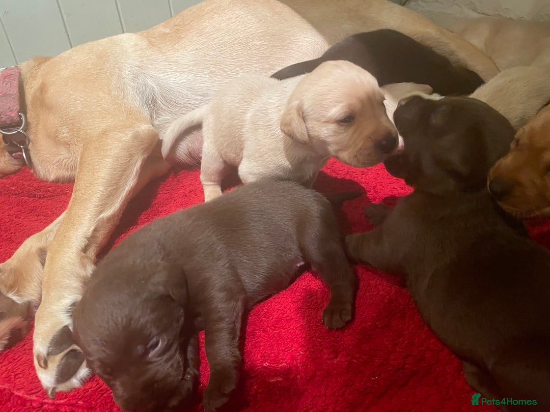 Labrador Retriever dogs for sale: Labrador retriever puppies  - Image 12