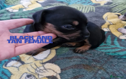 Mixed Breed dogs for sale: French bulldog X dashund puppies  - Image 5