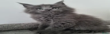 Maine Coon 2