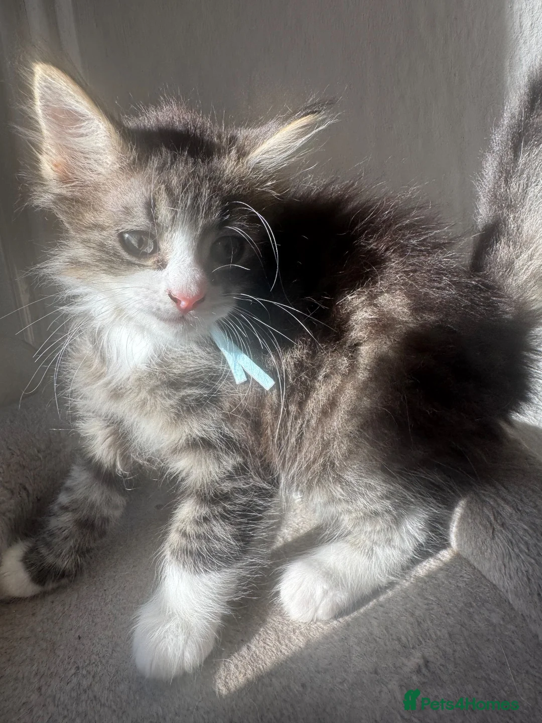 Mixed Breed cats for sale: British Shorthair X - Advert 2