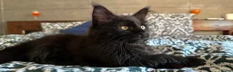 Maine Coon cats for sale: Beautiful Maine Coon Kittens for Sale - Advert 12