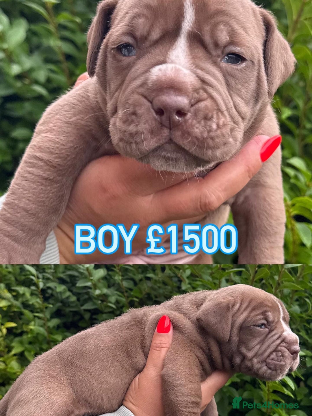 Olde English Bulldogge dogs for sale: Old English Bulldog Pups - Image 2