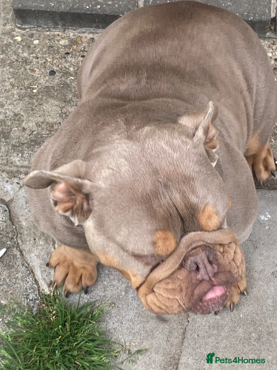 English Bulldog dogs for sale: Beautiful female lilac and tan English bulldog  - Advert 9