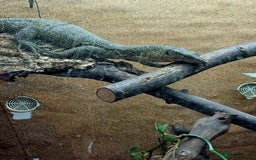 Monitor reptiles for sale: MANGROVE MONITOR WITH FULL SETUP - Image 5