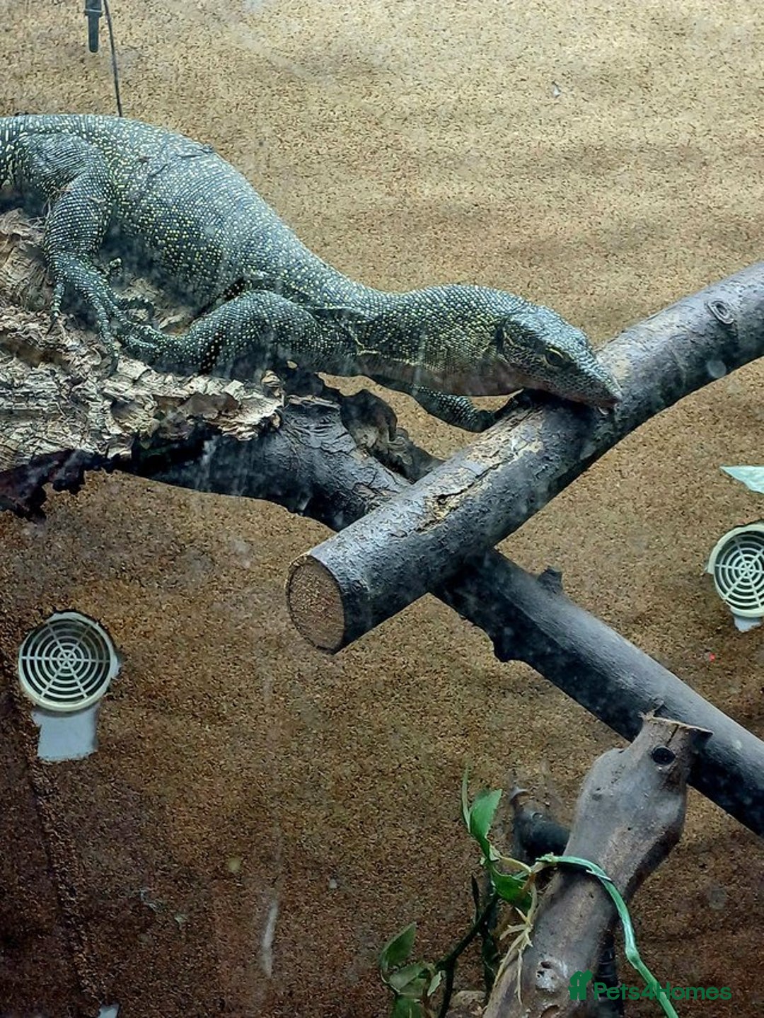 Monitor reptiles for sale: MANGROVE MONITOR WITH FULL SETUP - Image 5