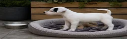 Parson Russell dogs for sale: Quality Parsons Russell Terrier Puppies - Advert 8