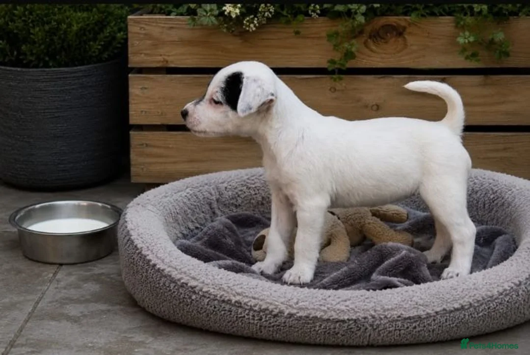 Parson Russell dogs for sale: Quality Parsons Russell Terrier Puppies - Advert 27