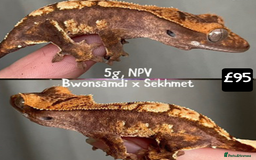 Gecko reptiles for sale: Crested and Leopard geckos available - Advert 9