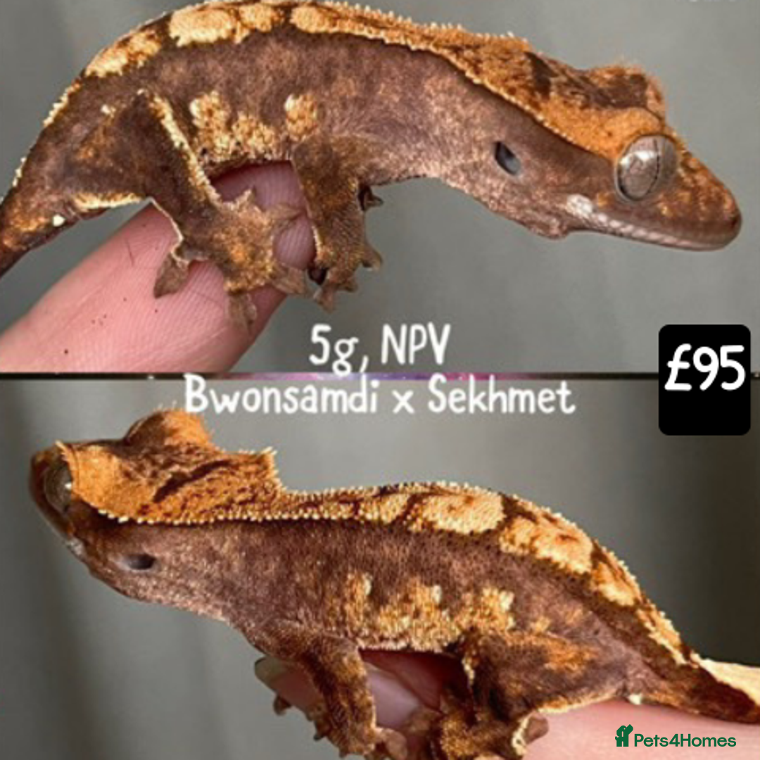 Gecko reptiles for sale: Crested and Leopard geckos available - Advert 9