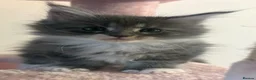 Maine Coon cats for sale: 5 Male TICA Reg Blue Black Silver Maine Coons in Gloucester - Advert 13