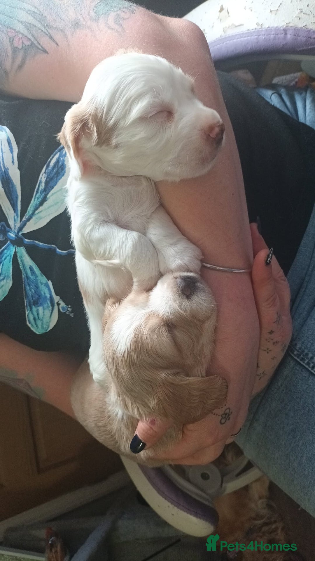 Cocker Spaniel dogs for sale: Beautiful kc registered working cocker pups  - Image 14