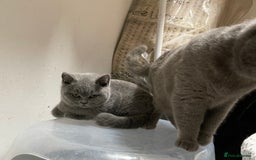 British Shorthair cats for sale: Stunning GCCF British Shorthair Pedigree Kittens - Image 9