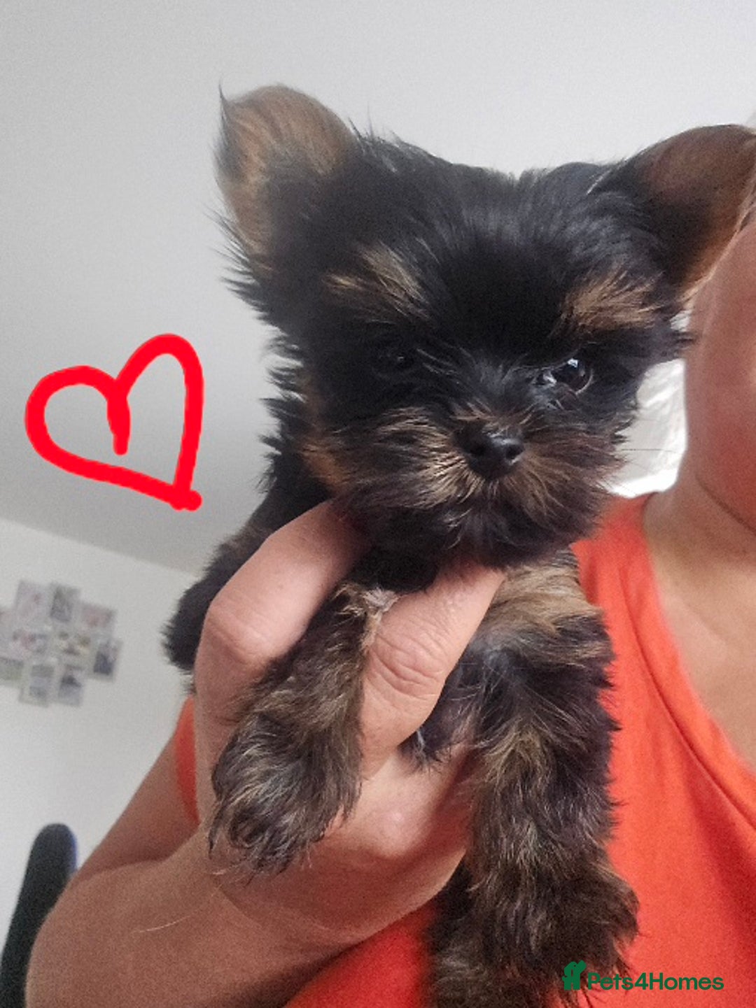 Yorkshire Terrier dogs for sale: Tiny gorgeous baby boys - Image 17