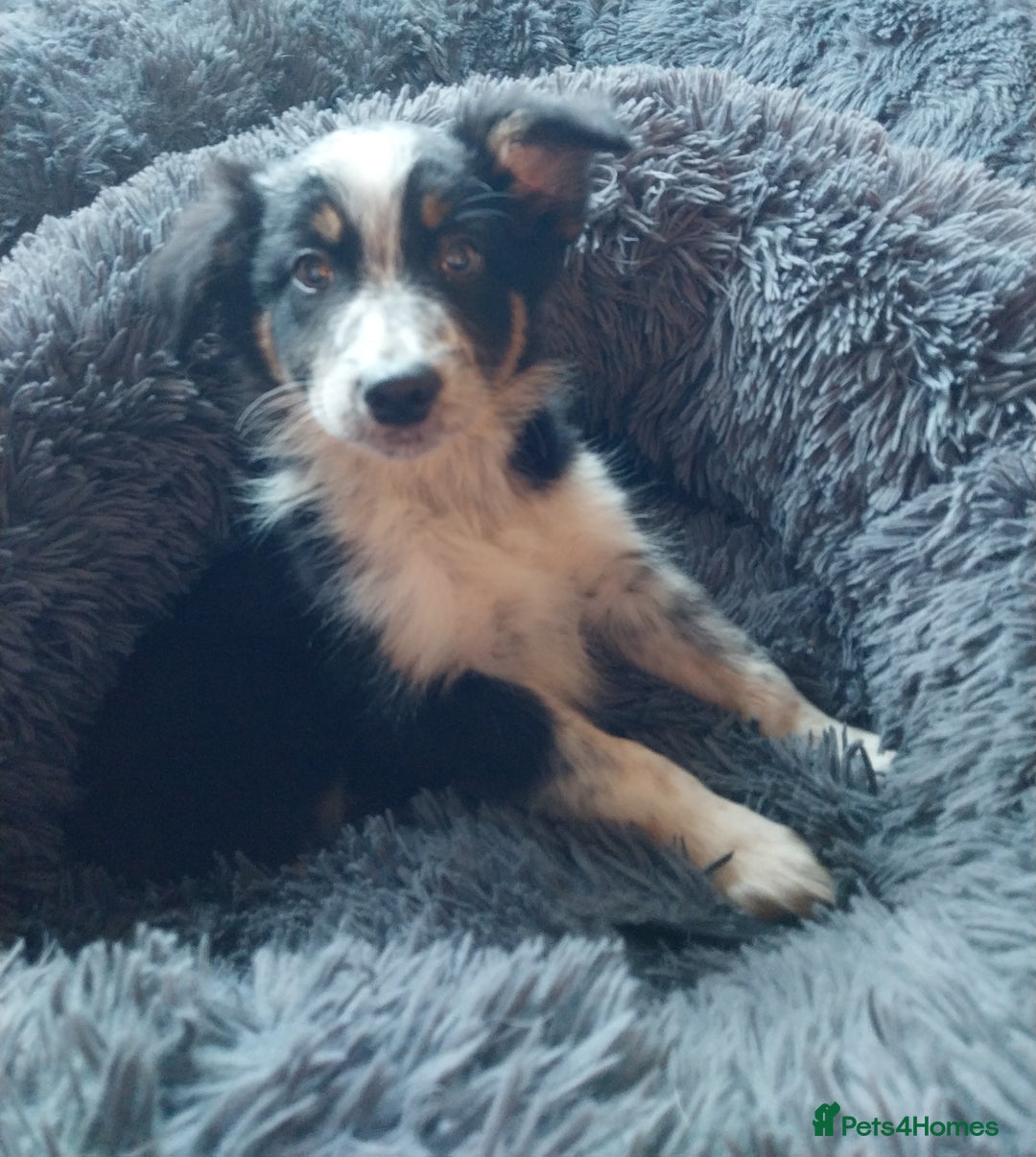 Border Collie dogs for sale: Beautiful border collie puppies - Advert 9