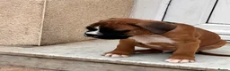 Boxer dogs for sale: READY NOW- Stunning boxer puppies - Advert 33