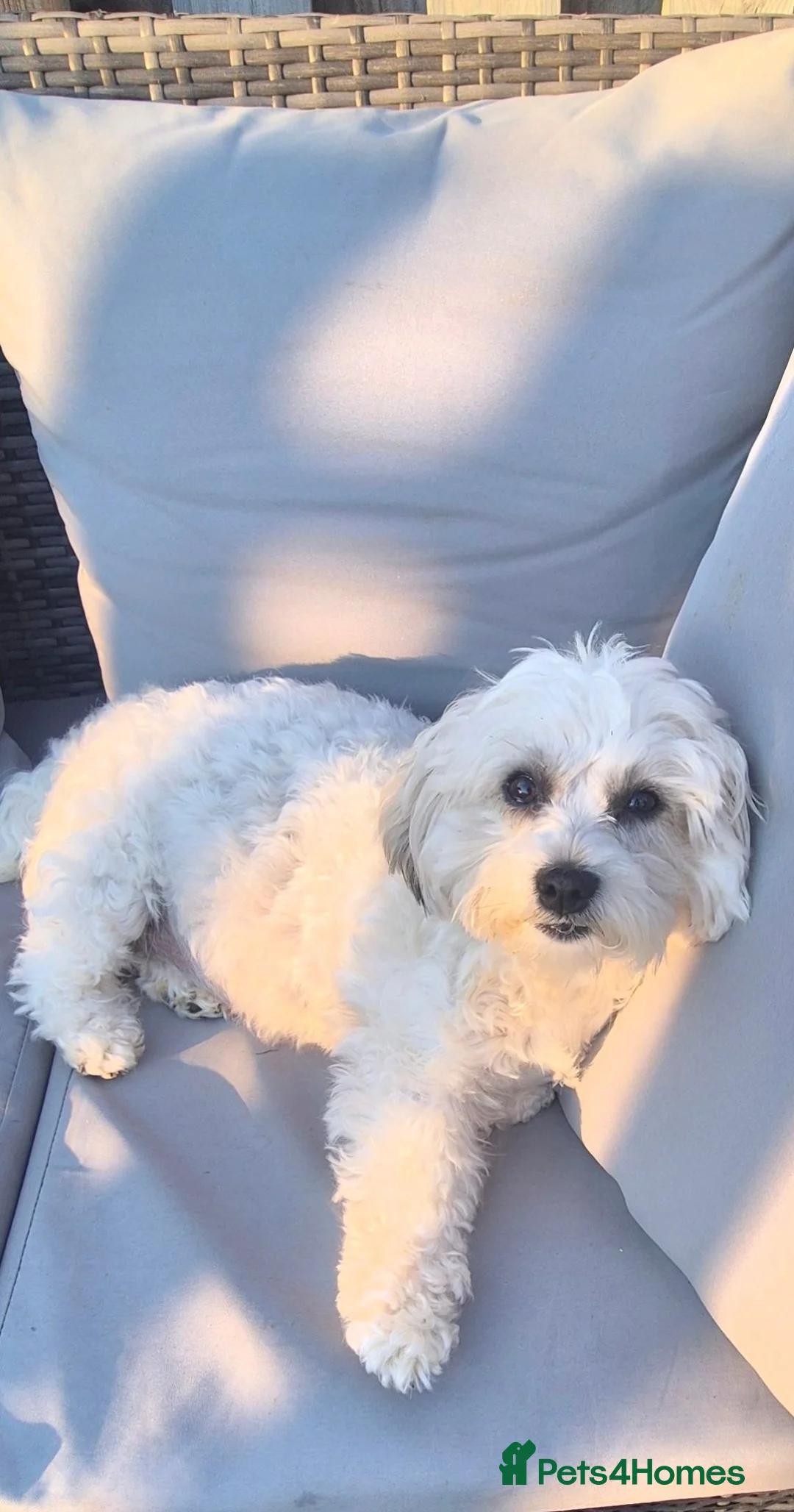 Mixed Breed dogs for sale: Cavapooshon puppies  in Nairn - Advert 5