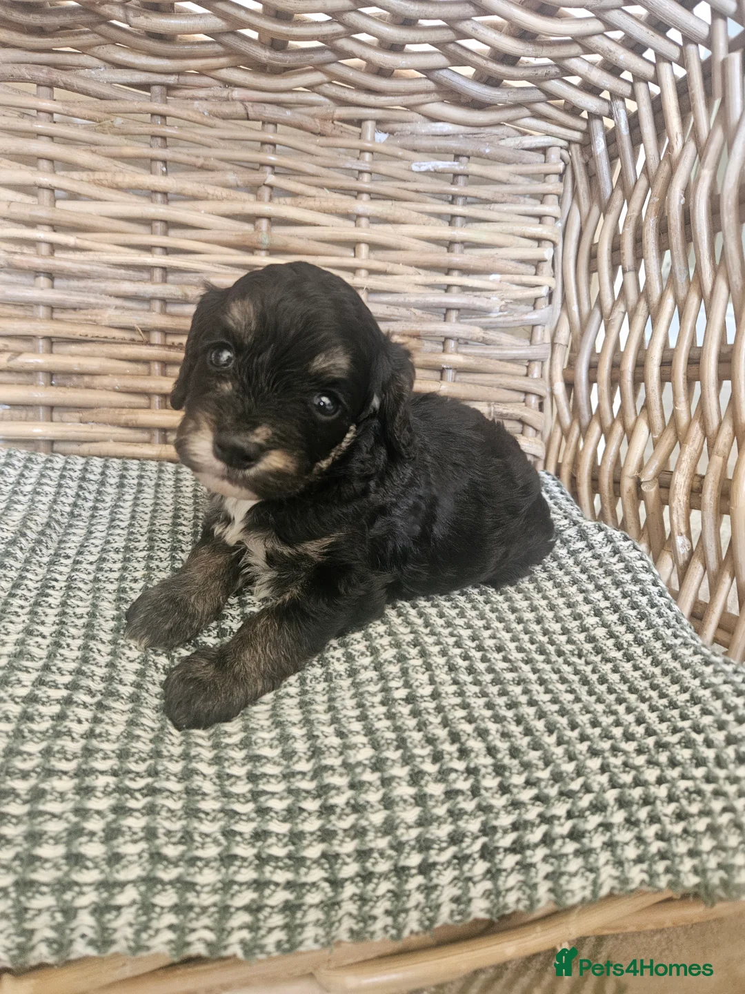 Cockapoo dogs for sale: Beautiful Litter of Stunning Cockerpoo Puppies - Advert 40