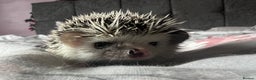 Pygmy Hedgehog rodents for sale: African Pygmy hedgehogs hoglets  - Advert 11