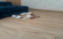 Cavapoo dogs for sale: Adorable cavapoo girl puppy - Advert 6