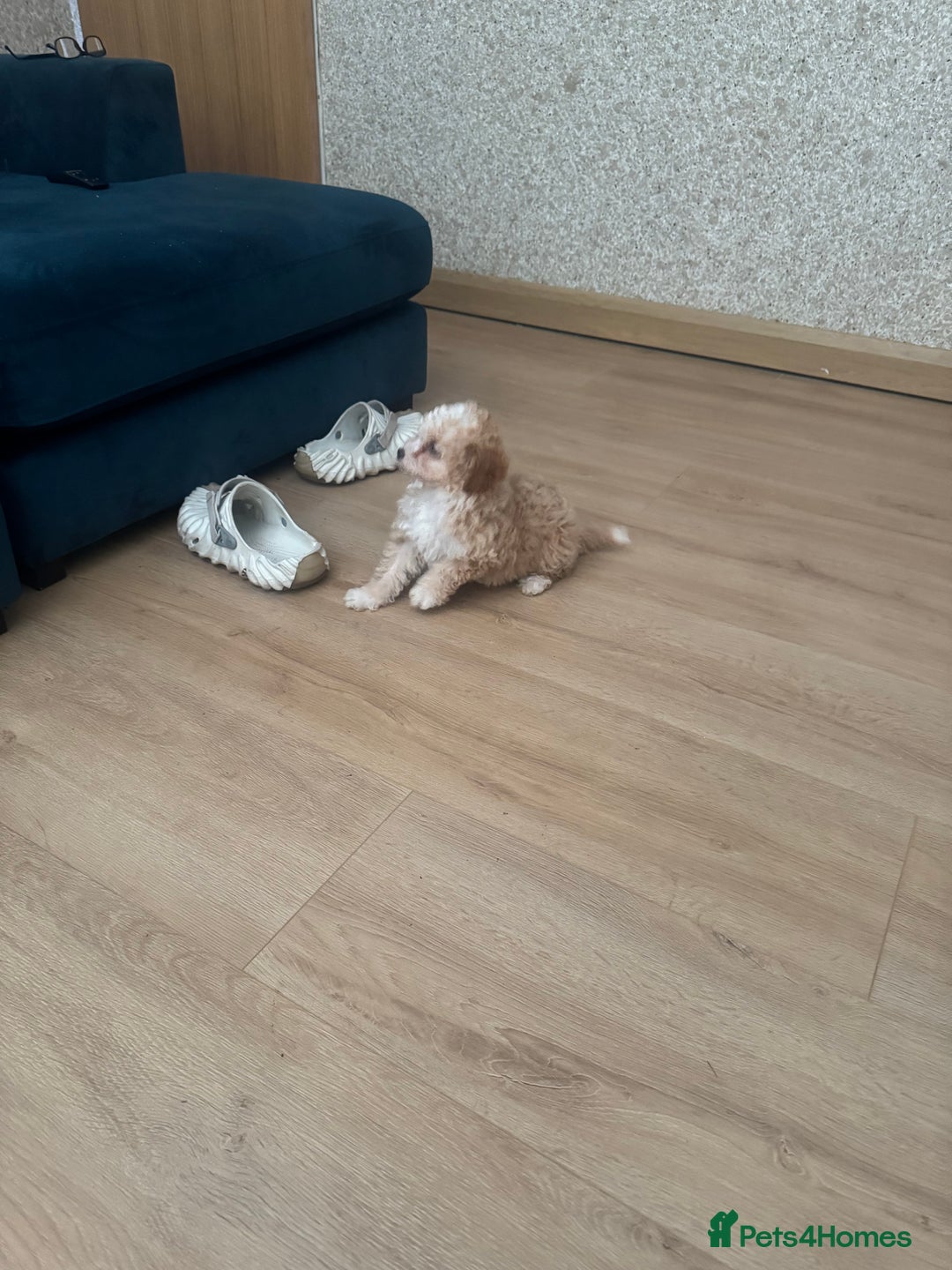 Cavapoo dogs for sale: Adorable cavapoo girl puppy - Advert 6