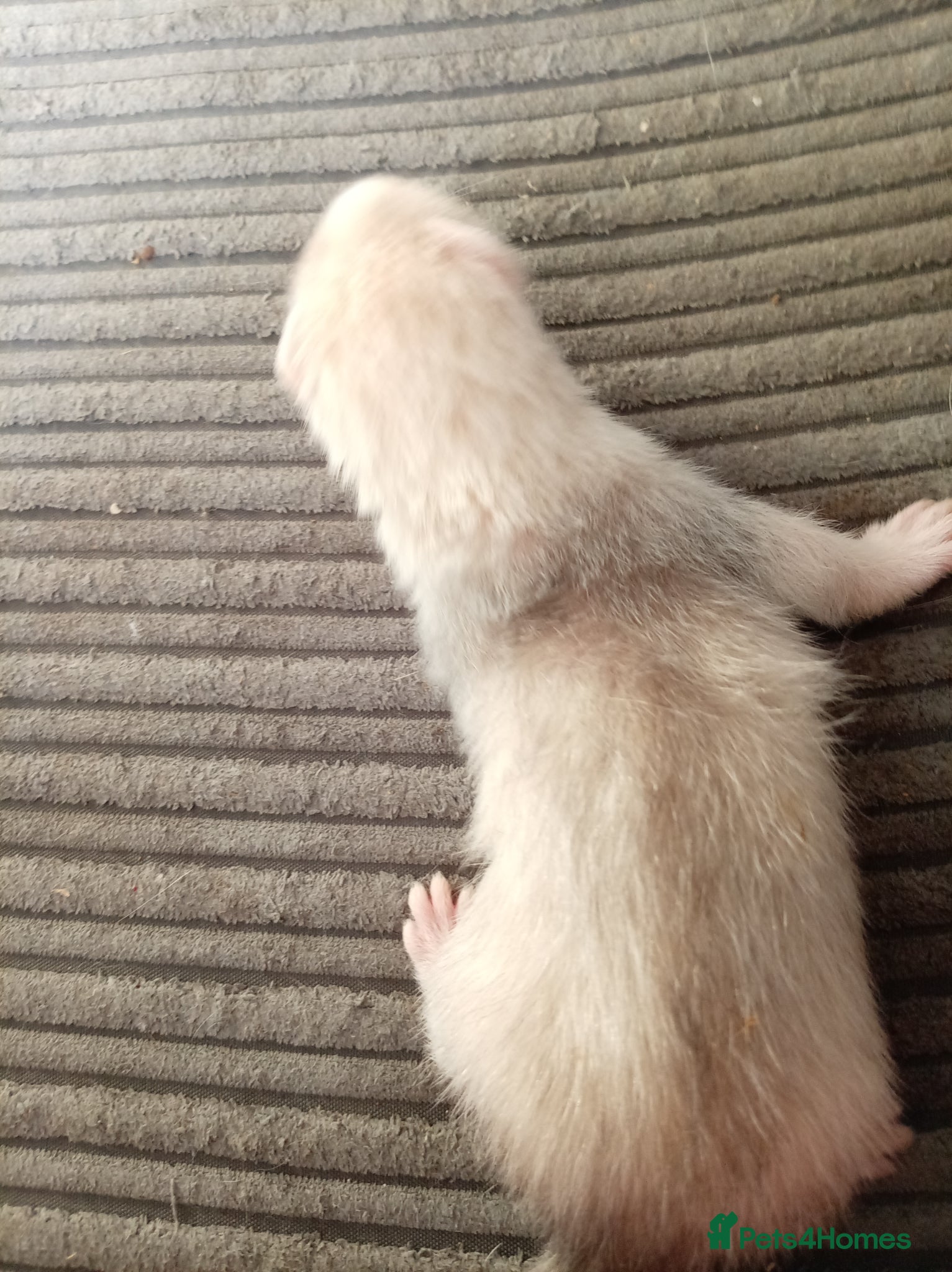 Ferret rodents 2 half micro sandy ferret males for sale  - Advert 2
