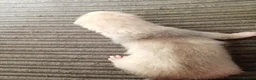 Ferret rodents for sale: 2 half micro sandy ferret males for sale  in Birmingham - Advert 1