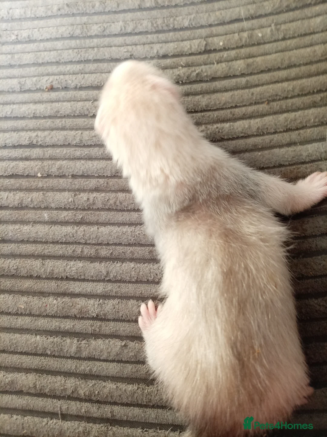 Ferret rodents for sale: 2 half micro sandy ferret males for sale  in Birmingham - Advert 1