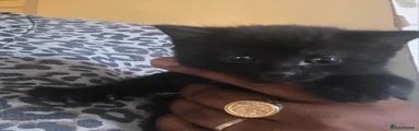British Longhair 3