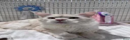 Maine Coon cats for sale: Gorgeous Maine Coon kittens from the Grand Cham - Advert 2