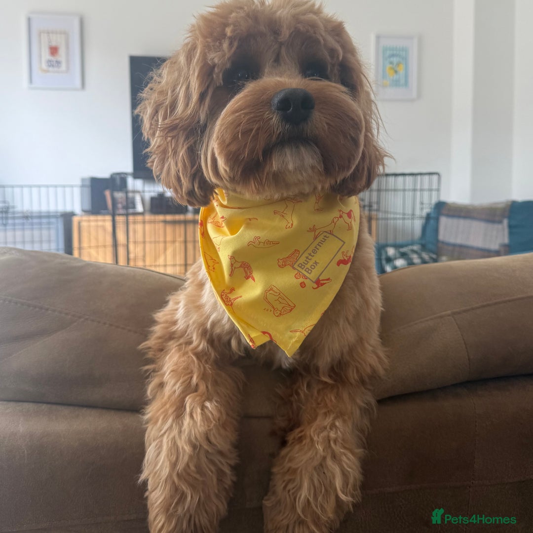 Cavapoo dogs for sale: Cavapoo puppies for sale - Advert 3