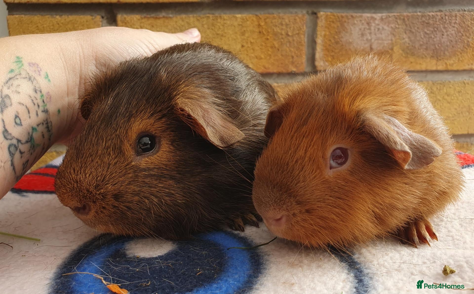 Guinea Pig rodents Beautiful guinea pigs - Advert 1