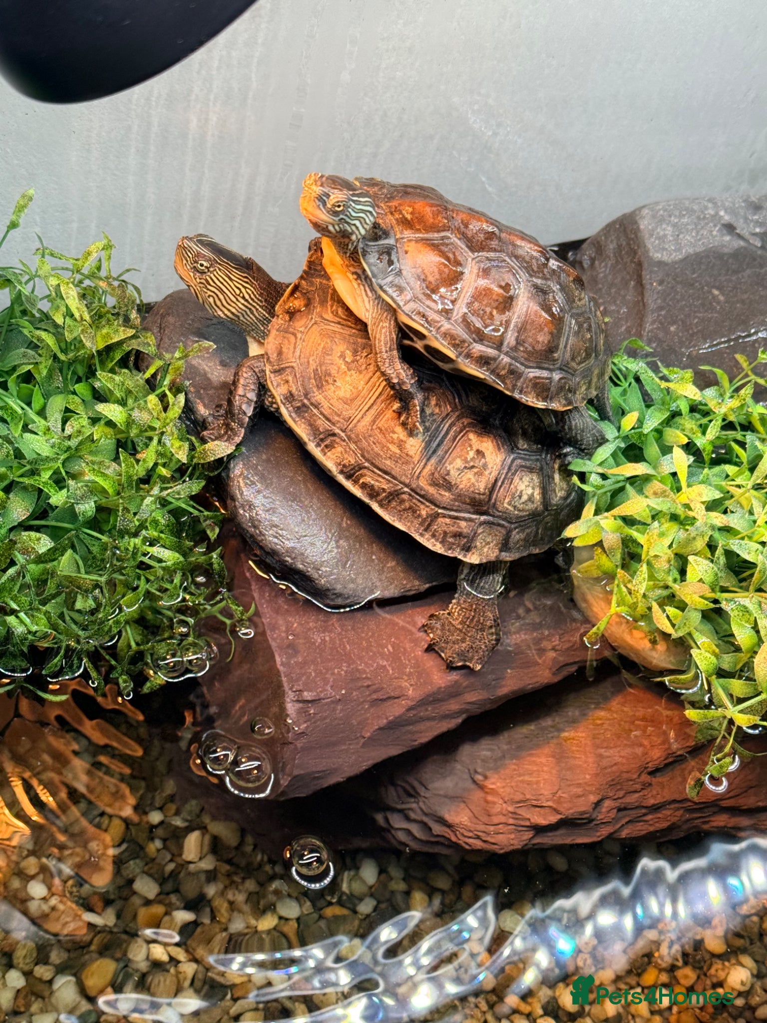 Turtle reptiles for sale: Aquatic long necked striped China  - Advert 2