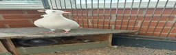 Pigeons birds for sale: Bonded females pigeon and dove pair. Free - Advert 4