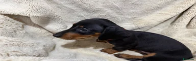 Dachshund 1