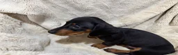 Dachshund dogs for sale: 5 beautiful bouncy Dachshund puppy’s for sale in Pontefract - Advert 8