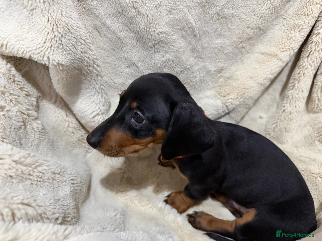 Dachshund dogs for sale: 5 beautiful bouncy Dachshund puppy’s for sale in Pontefract - Advert 8